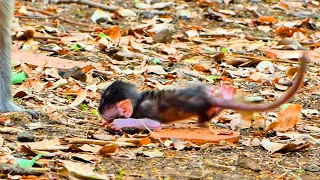Baby Monkey SARIO Fails Without Mom To Near