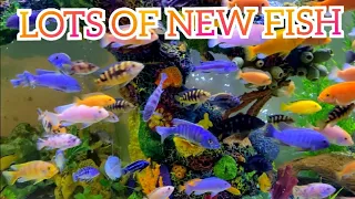 fish rescue - lots of new fish
