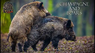 Champagne and boars - French style driven hunt for wild boars - Big time!