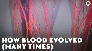 How Blood Evolved (Many Times)