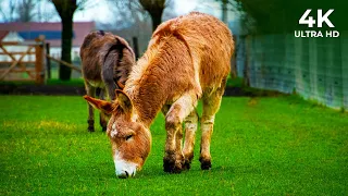 4K Donkey - Funny Cute Donkeys To Make You Smile | NatureLax