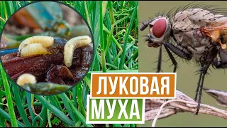 УЖАС!!! Луковая муха съела мой урожай лука , но есть способ от неё избавиться ✿