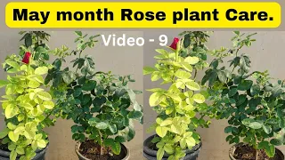 May month मे Rose flower plant की care कैसे kare ?