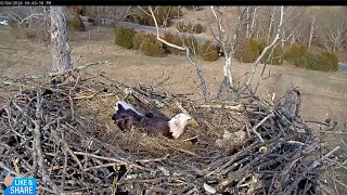 📢 Third Egg for Bella & Scout - NCTC Eagles Nest of Bella & Scout (3/4)