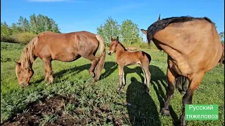 Herd horse breeding. Жеребец Малыш и его жеребята. Зуля, Зифирка, Байкал, Днепр.