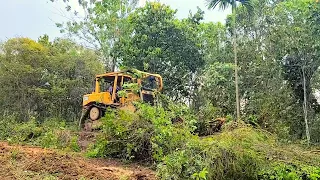 The Perfect Caterpillar D6R XL Dozer Operator Widening Forest Road To Access people's Plantations