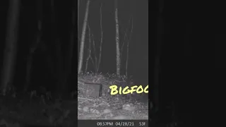 Grabaron al Legendario BigFoot en un Bosque