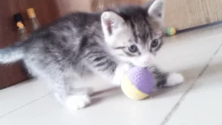 Kittens doing their stuff (6 weeks old)