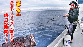 【激レア】アラ釣りの前当たりから喰い込む瞬間（ハタ、アーラミーバイ）The moment when the grouper bites