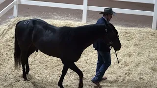 Blazin Black Mamba, Ruby Buckle Stallion Owners Select Sale 2024 High Seller