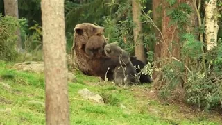 Bear Watching in Wild Taiga Finland