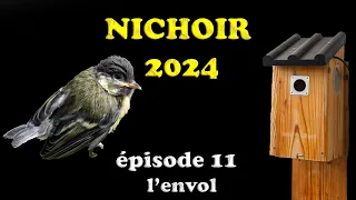 Nichoir Mésanges - EP11 : elles sont parties 😢😃