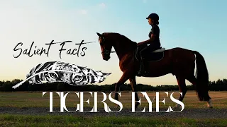 Tigers Eyes - original song by Salient Facts & Tigers Eye Premium Equestrian Clothing