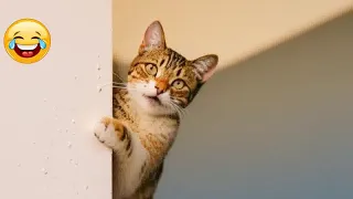 🤣🐱 You Laugh You Lose Dogs And Cats 😂😹 Best Funny Animal Videos #18