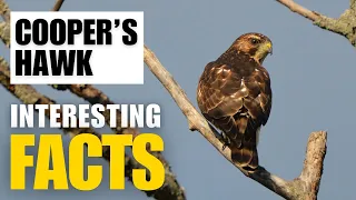 How to Uncover the Fascinating Facts of Cooper’s Hawk | Interesting Facts | The Beast World