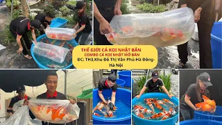 Thế Giới Cá Koi Nhật Bản - Quhaku Koi Farm!!!   MỞ BÁN Combo CÁ KOI NHẬT BẢN !!!