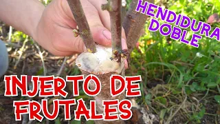 INJERTO DE FRUTALES/ HENDIDURA DOBLE/ DURAZNO-CIRUELA