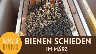 Bienen schieden im März