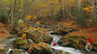 Релакс. Ручей, лес, пение птиц.