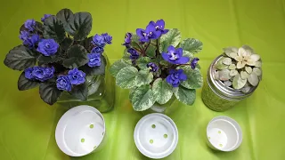 AFRICAN VIOLETS - How I Grow My Miniature Violets