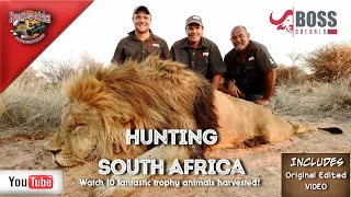 Boss Safaris Kalahari Hunting 2019   5 x Lions, 4 x huge Sable antelopes, 2 x Cape Buffalo's hunted!