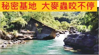 秘密基地 大麥蟲咬不停 @深山苦花被颱風沖出來路邊