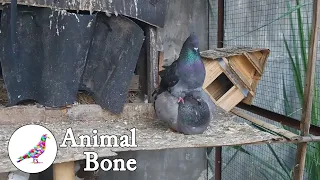 Pigeons kissing and mating - The Dodo - Animal Bone