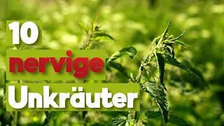 Rangfolge der 10 schlimmsten Unkräuter im Garten.