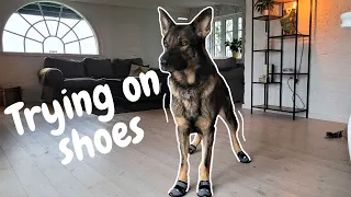 German shepherd tries on shoes for the first time