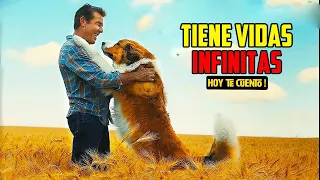 Perrito tiene VIDAS INFINITAS para Encontrar a su Dueño (La Razón de Estar Contigo) : Resumen