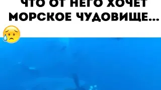 Дайвер освободил гигантскую акулу