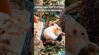 Things you Need To Know if you have a Hamster! - Basic Hamster Care Facts🐹🌿