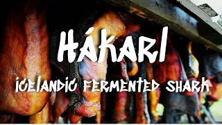 Hákarl || Iceland's National Dish of Fermented Shark