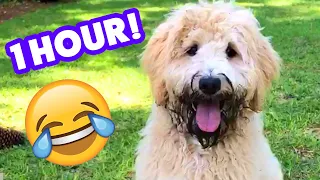 1 Hour of Funny Pets and Talking Animals | Best of May | 2024