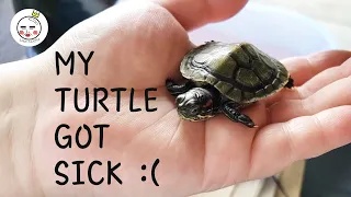 How To Take Care of A Sick Turtles