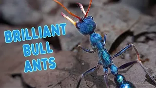 Stung by Australia's DEADLIEST Ants!!