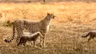 Cheetah VS Gazelle | BBC Studios