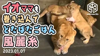 【旭山動物園】イオママひさびさの威嚇！ママも巻き込んでドタバタごはん🍗🐱イオと🐱風🐱麗🐱糸(01/07) [Asahiyama Zoo]  Fuu, Rei, Ito and Io.