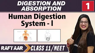 Digestion and Absorption 01 - Human Digestion system -l | Class 11/NEET