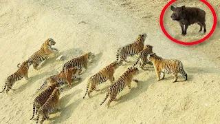 Tiger VS Wild Boar - Tiger attacked on Boar