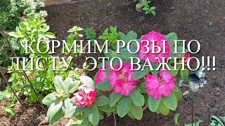 Розы. Подкормка по листу. Вам нужен мощный и сильный куст розы....🌹🌹🌹