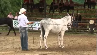 MULARES Y ASNALES MEJORADOS.MULES AND DONKEYS. COLOMBIA