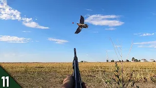 DOVES Were EVERYWHERE! (Limited Out) | 28 GAUGE Dove Hunting