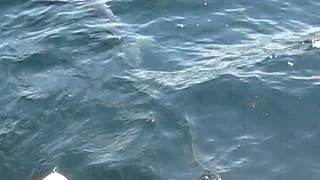 Catching Shark near Boat