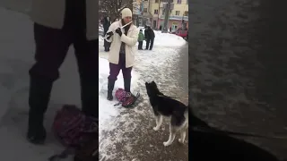 Хаски поет под флейту