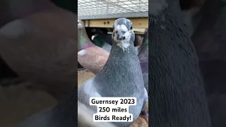 2023 Guernsey Race - 250 Miles - Club birds ready for transportation! #pigeonracing #racingpigeons