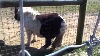 Shake that pony butt