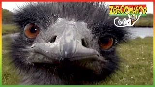 🐵 Zoboomafoo 119 - Running - Animal shows for kids 🐵