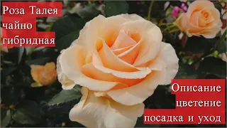 Роза Талея чайно-гибридная. Описание сорта, цветение, посадка и уход