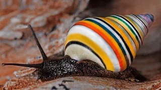 Beautiful and unusual snails